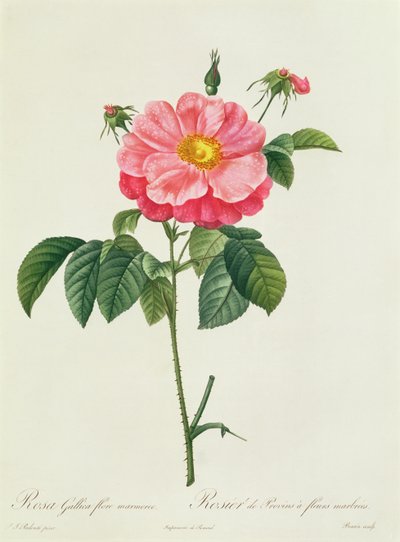 Rosa Gallica Flore Marmoreo - Pierre Joseph Redouté